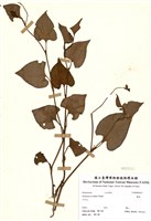 藏品(蕺菜)的圖片